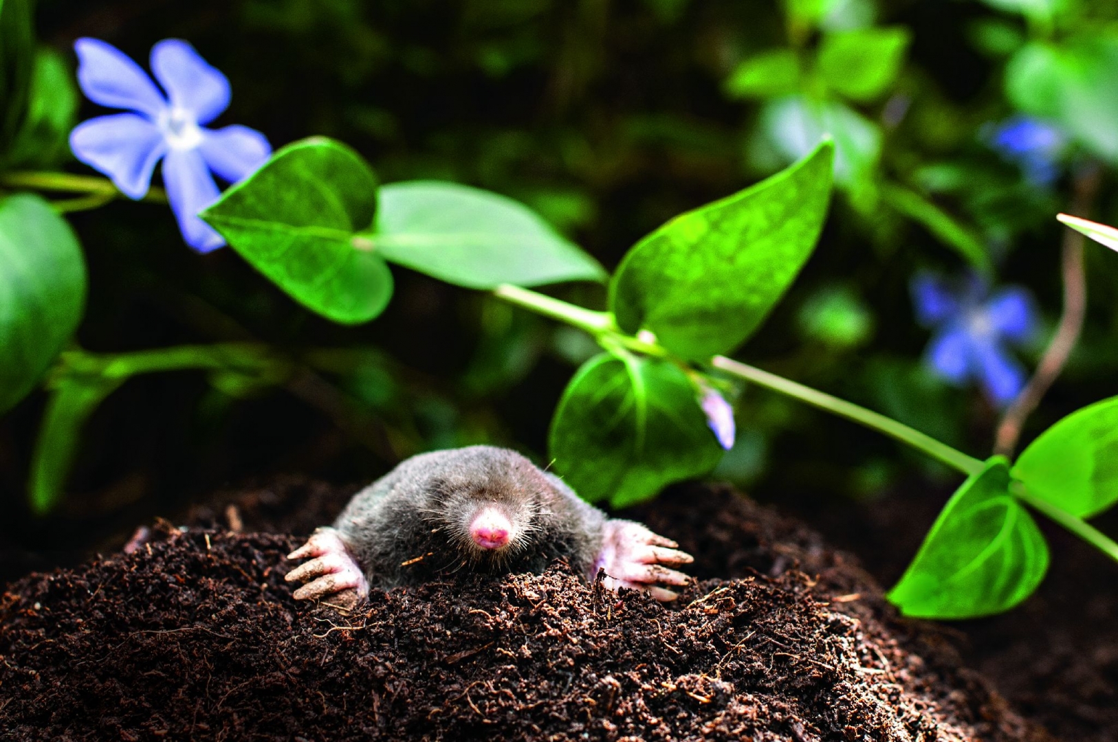 Ochrona ogrodu przed kretem. Jakie metody warto zastosować?